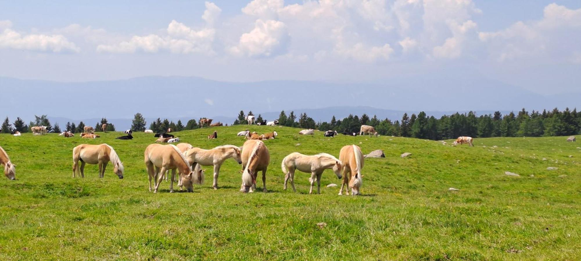 Villa Maier Soprabolzano Esterno foto